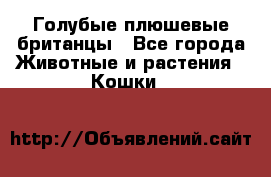 Голубые плюшевые британцы - Все города Животные и растения » Кошки   